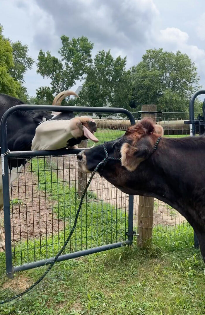 This Blind Cow Can’t Stop Cuddling With The People Who Rescued Her From A Dairy Farm