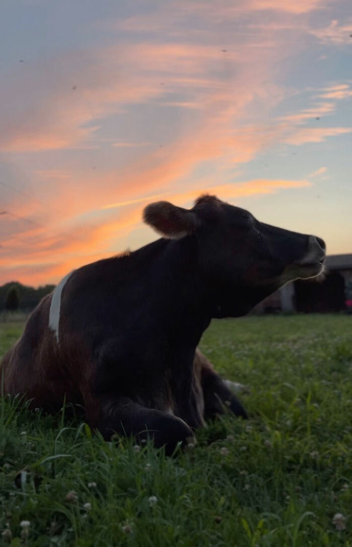 This Blind Cow Can’t Stop Cuddling With The People Who Rescued Her From A Dairy Farm