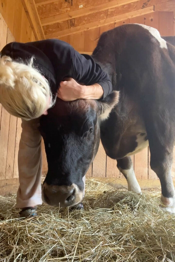 This Blind Cow Can’t Stop Cuddling With The People Who Rescued Her From A Dairy Farm