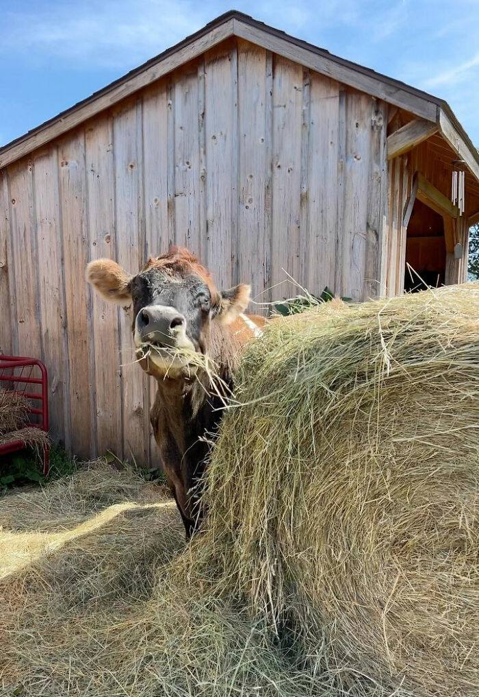 This Blind Cow Can’t Stop Cuddling With The People Who Rescued Her From A Dairy Farm