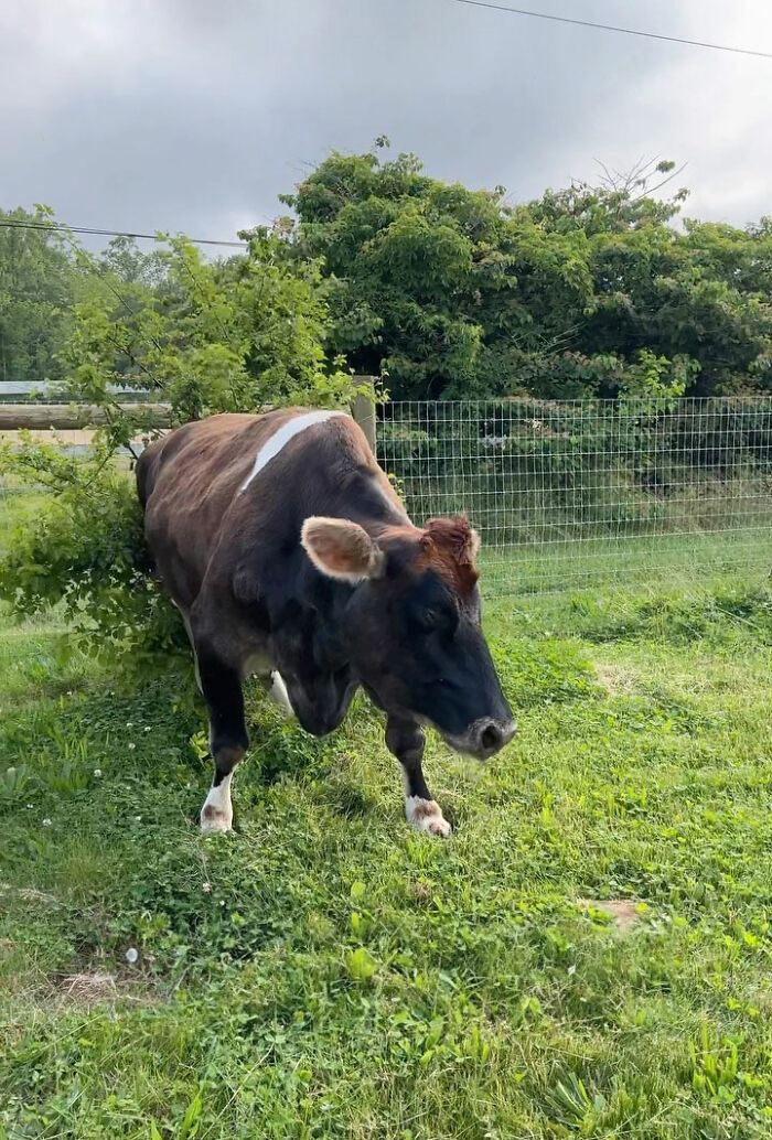 This Blind Cow Can’t Stop Cuddling With The People Who Rescued Her From A Dairy Farm