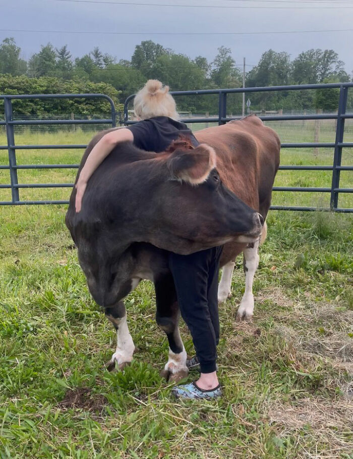 This Blind Cow Can’t Stop Cuddling With The People Who Rescued Her From A Dairy Farm