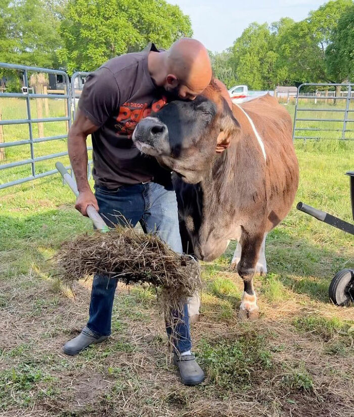 This Blind Cow Can’t Stop Cuddling With The People Who Rescued Her From A Dairy Farm