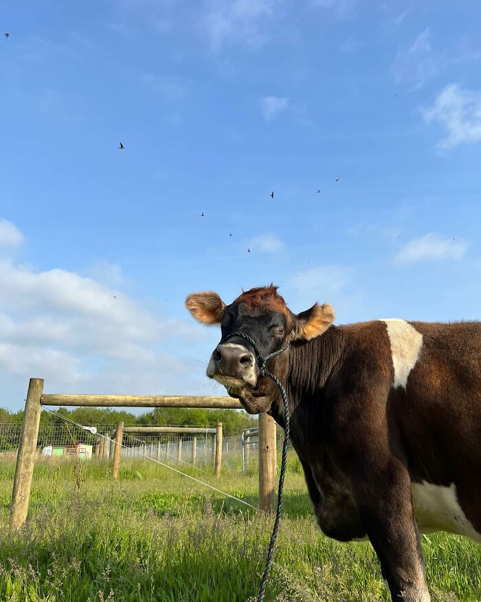 This Blind Cow Can’t Stop Cuddling With The People Who Rescued Her From A Dairy Farm