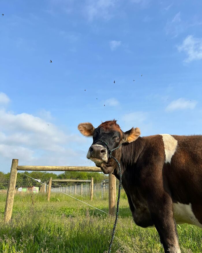 This Blind Cow Can’t Stop Cuddling With The People Who Rescued Her From A Dairy Farm This Blind Cow Can’t Stop Cuddling With The People Who Rescued Her From A Dairy Farm
