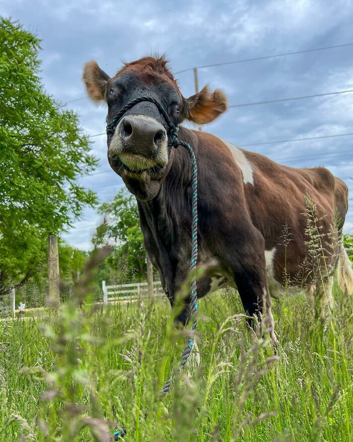 This Blind Cow Can’t Stop Cuddling With The People Who Rescued Her From A Dairy Farm