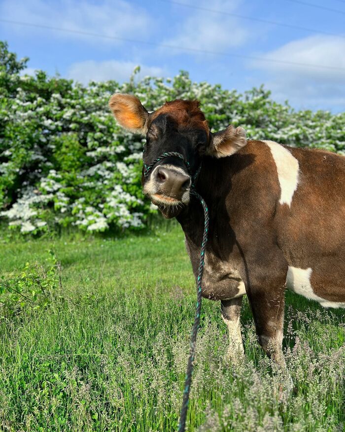 This Blind Cow Can’t Stop Cuddling With The People Who Rescued Her From A Dairy Farm