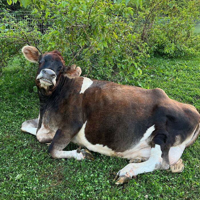 This Blind Cow Can’t Stop Cuddling With The People Who Rescued Her From A Dairy Farm