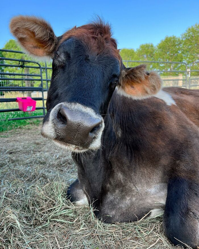 This Blind Cow Can’t Stop Cuddling With The People Who Rescued Her From A Dairy Farm