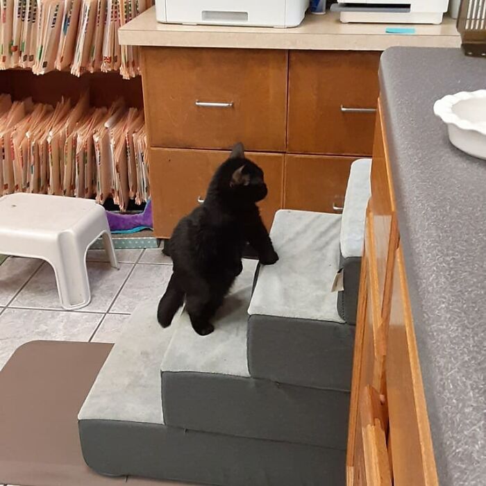 An Animal Clinic That Adopted This Black Cat, Realized He Wouldn’t Grow Much Due To Dwarfism