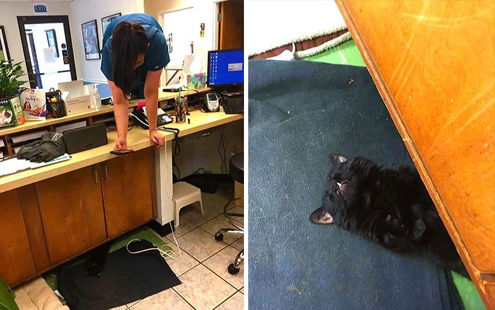 An Animal Clinic That Adopted This Black Cat, Realized He Wouldn’t Grow Much Due To Dwarfism An Animal Clinic That Adopted This Black Cat, Realized He Wouldn’t Grow Much Due To Dwarfism