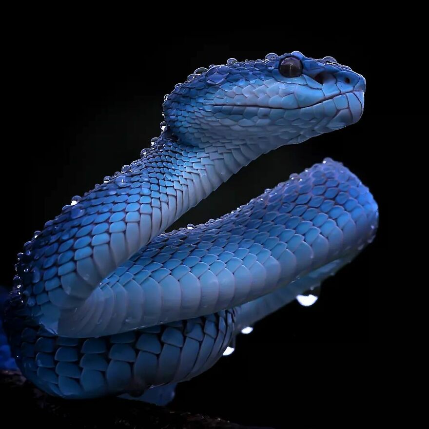 Meet Yan Hidayat, The Indonesian Photographer Who Takes Captivating Photos Of Small Reptiles (New Pics)
serpiente azul