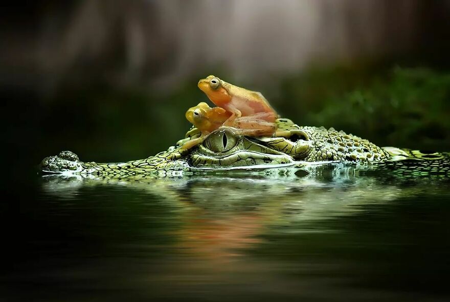 la cara de un caimán asomandose en el agua y dos ranas. reptiles