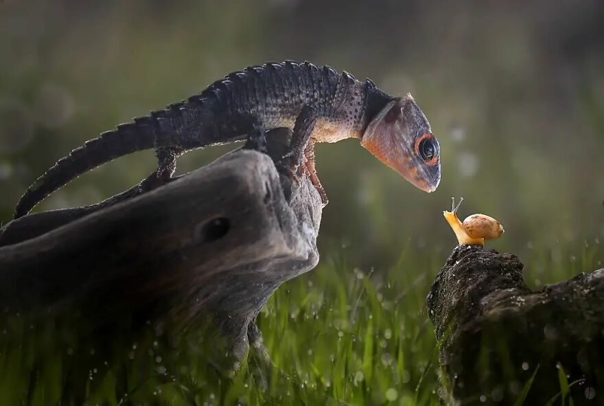 Meet Yan Hidayat, The Indonesian Photographer Who Takes Captivating Photos Of Small Reptiles (New Pics)
un lagrarto se mira a los ojos con un caracol reptiles