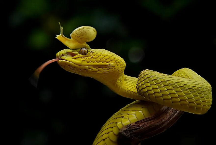 Meet Yan Hidayat, The Indonesian Photographer Who Takes Captivating Photos Of Small Reptiles (New Pics)