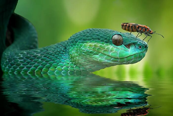 This Photographer Takes Beautiful Close-Up Images Of Cold-Blooded Animals Minding Their Business (30 New Pics)