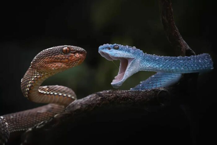 This Photographer Takes Beautiful Close-Up Images Of Cold-Blooded Animals Minding Their Business (30 New Pics)