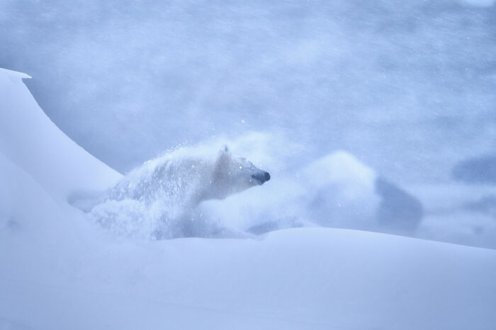 Category Mammals: Runner-Up, "Shaking Off The Cold" By Jeffrey Kauffman, USA