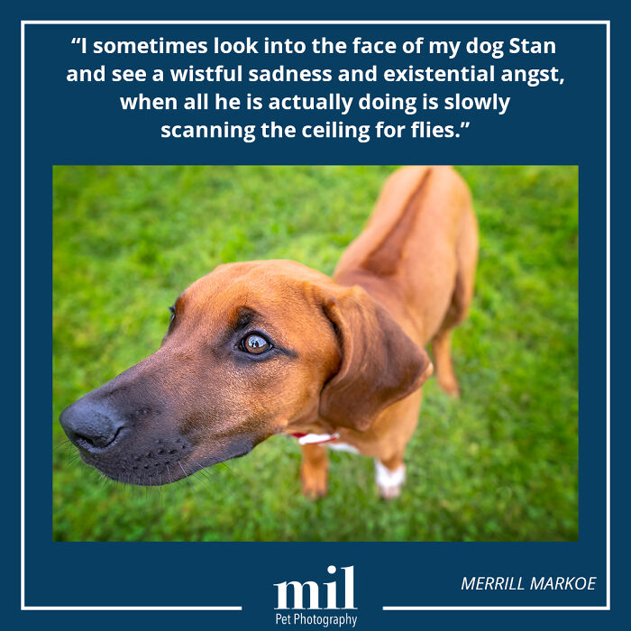 Merrill Markoe - "I Sometimes Look Into The Face Of My Dog Stan And See A Wistful Sadness And Existential Angst, When All He Is Actually Doing Is Slowly Scanning The Ceiling For Flies"