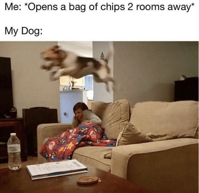 I Dont Own A Dog, But Someone Said This Was Pretty Accurate