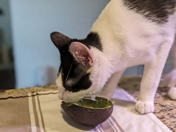 Does Avocado-Obsessed Cat Count?