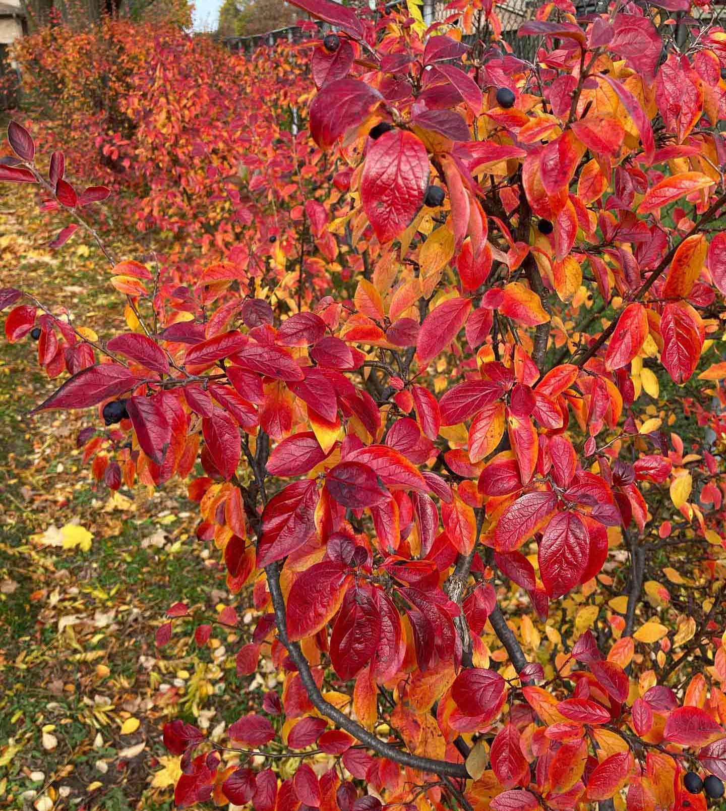 Peking Cotoneaster (Cotoneaster acutifolius var. lucidus or just Cotoneaster lucidus), is at its peak colour Peking Cotoneaster (Cotoneaster acutifolius var. lucidus or just Cotoneaster lucidus), is at its peak colour