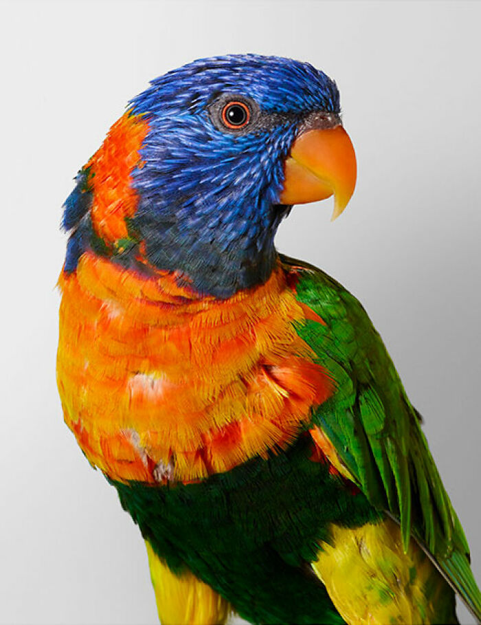 Photographer Captures The Diverse Beauty Of Naturally Colorful Birds (New Pics)