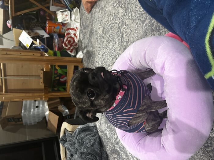 My Pup In Her New Bed