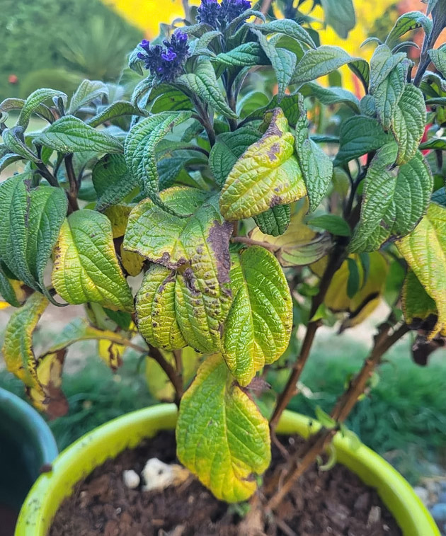 Sick heliotrope plant Sick heliotrope plant