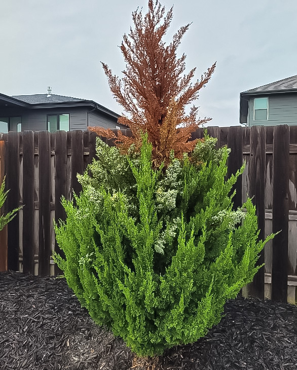 Spartan juniper with disease - top branches are brown Spartan juniper with disease - top branches are brown