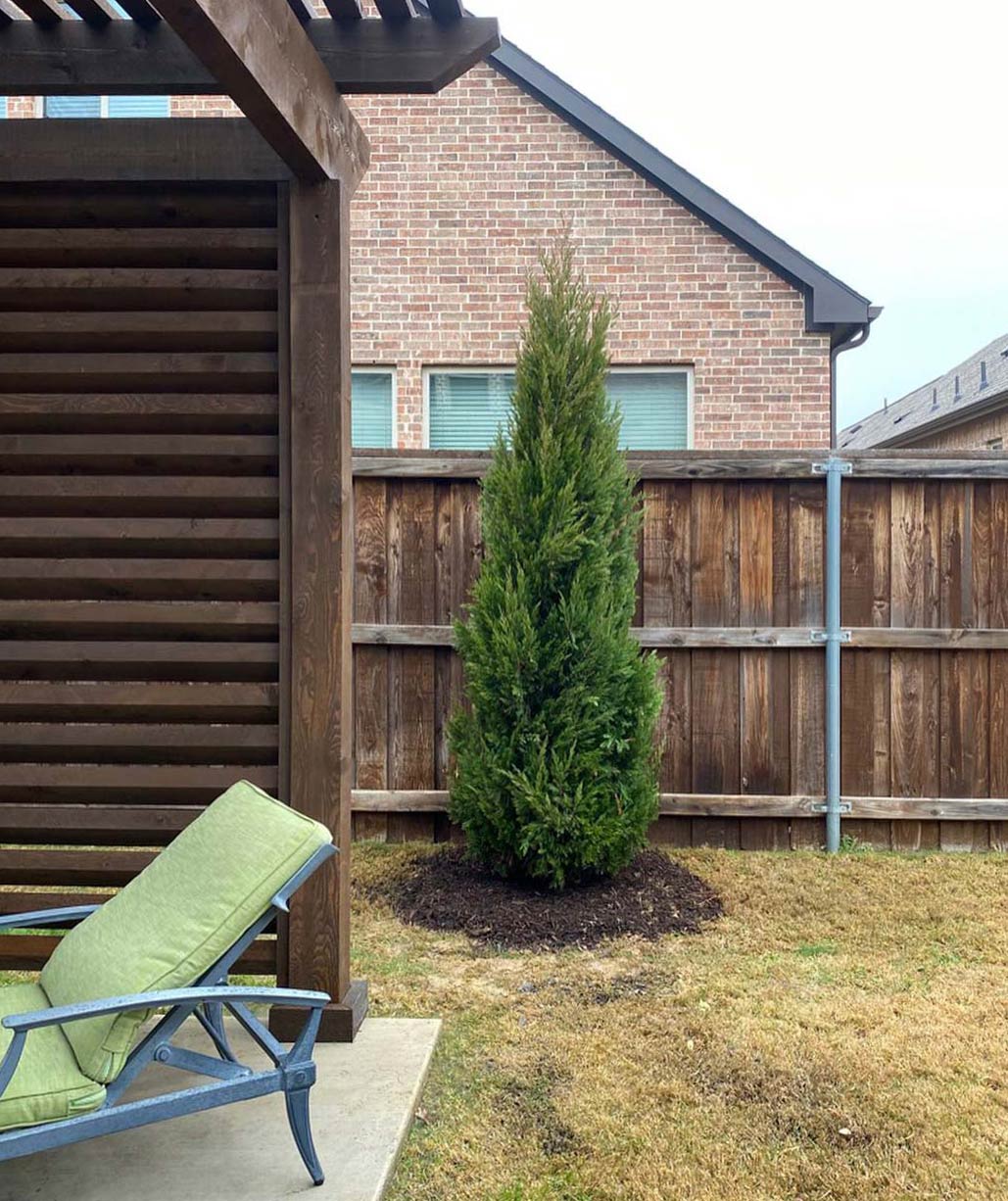 Spartan juniper tree in yard Spartan juniper tree in yard