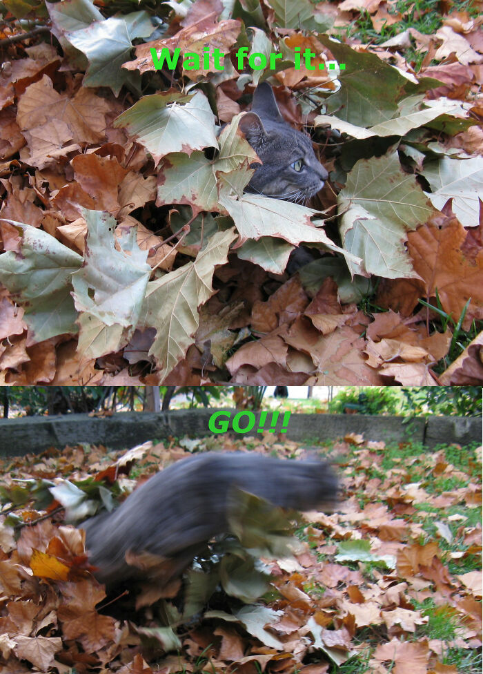 Leaves Are Fun!