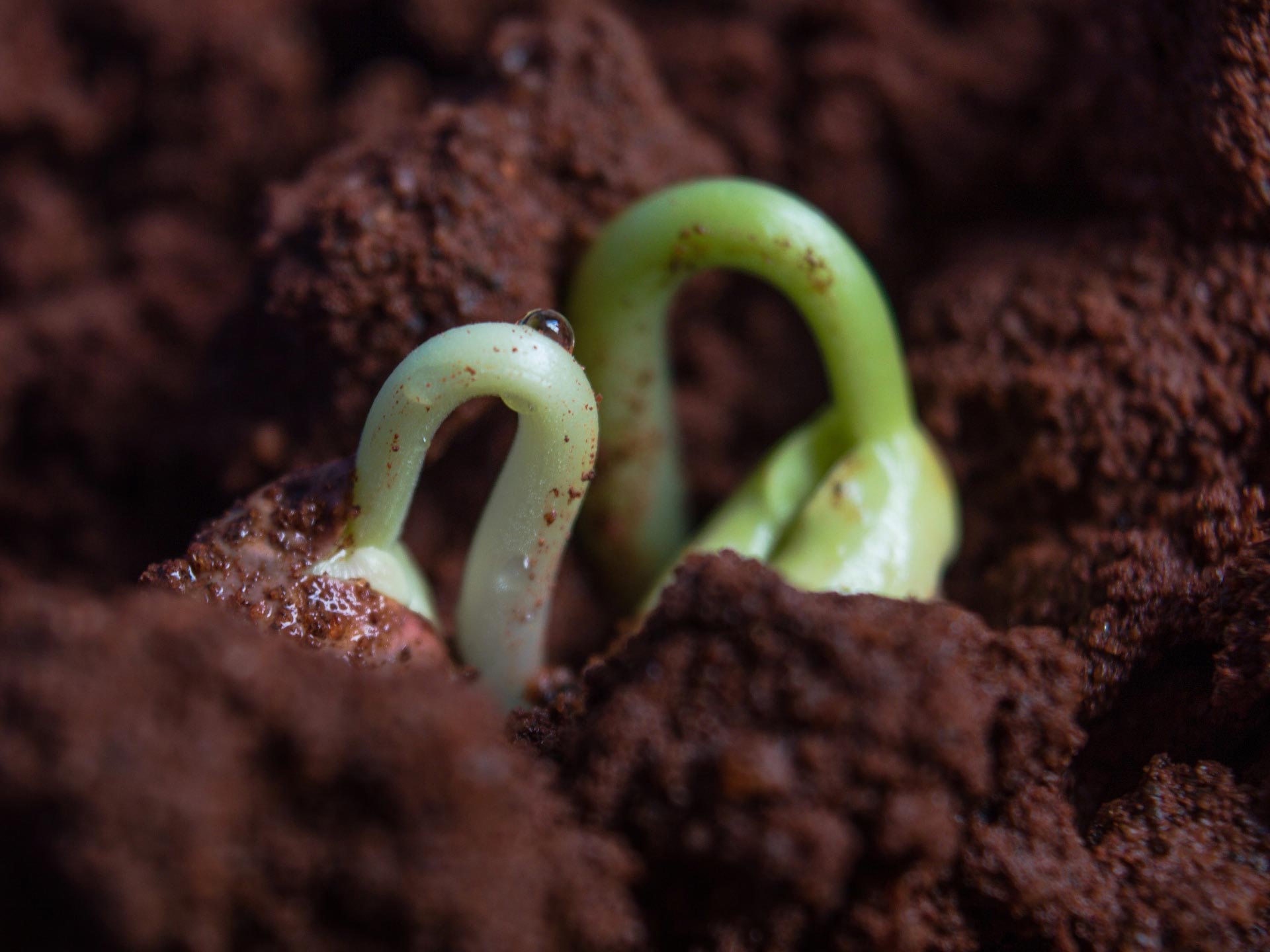 Two plant sprouts