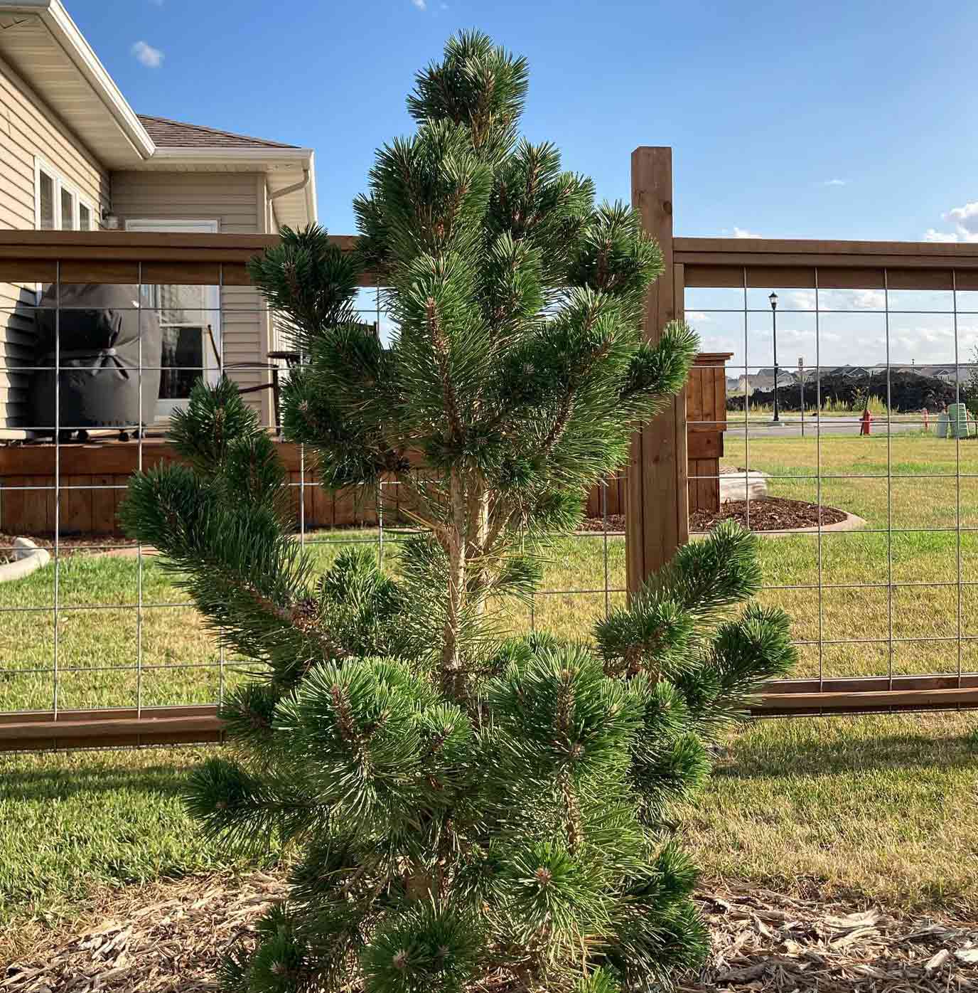 Small Tannenbaum Mugo Pine Small Tannenbaum Mugo Pine
