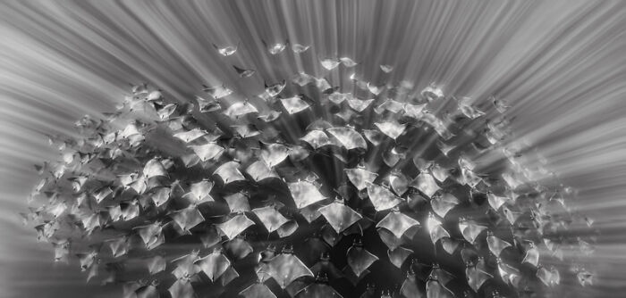 Category Black And White: Highly Commended, "Mobula Ray Fever" By Martin Broen, USA