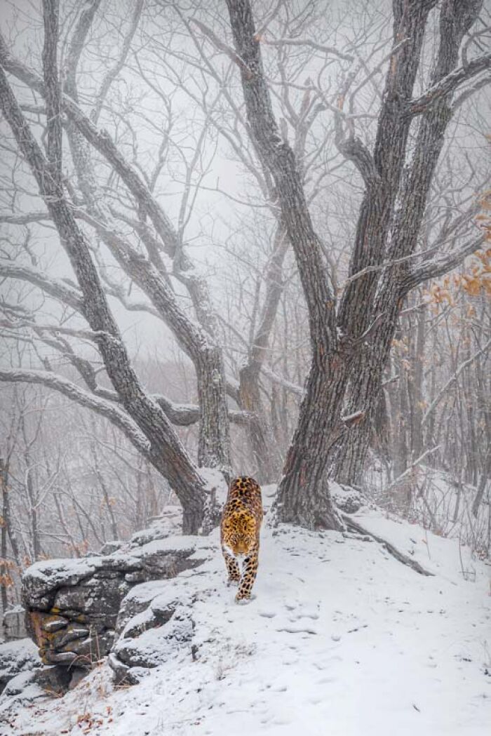 Category Mammals: Highly Commended, "Amur Leopard" By Sergey Gorshkov