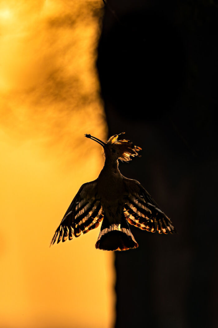 Category Birds: Winner, "Dawn's Whispers: Graceful Hoopoe Silhouette At Sunrise" By Hermis Valiyandiyil, United Arab Emirates
