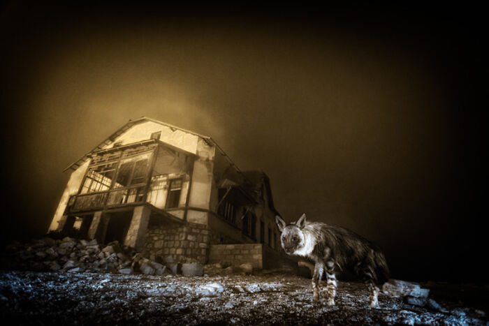 Category Human And Nature: Highly Commended, "Ghost In The Darkness" By Wim Van Den Heever, South Africa