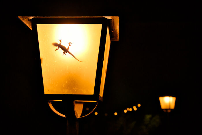 Category Youth: Highly Commended, "Lantern Gecko" By Anton Trexler, Germany