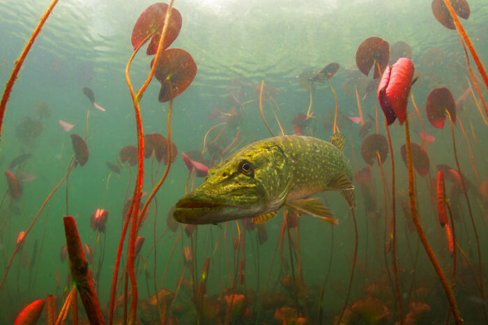 Category Underwater: Highly Commended, "Pike" By Luc Rooman, Belgium
