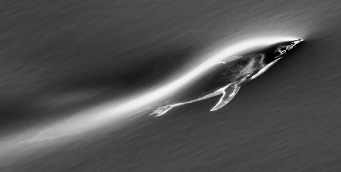 Category Black And White: Highly Commended, "Swimming Underwater" By Risto Raunio, Finland