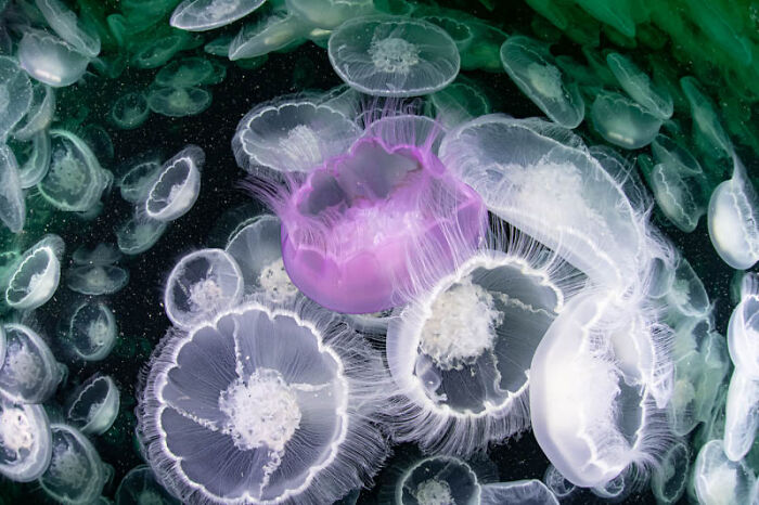 Category Underwater: Highly Commended, "The Marriage Of Moon Jellyfish" By Mayumi Takeuchi-Ebbins, United Kingdom