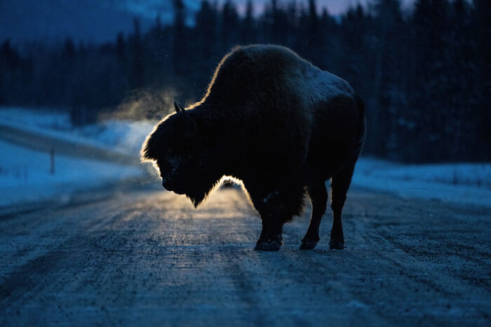 Category Human And Nature: Highly Commended, "Threatened By The Highway" By Geoffrey Reynaud, Canada