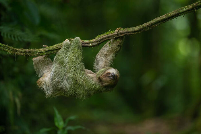 Mammals, Finalist: Sloth By Antonio Sanchez Chamorro, Spain