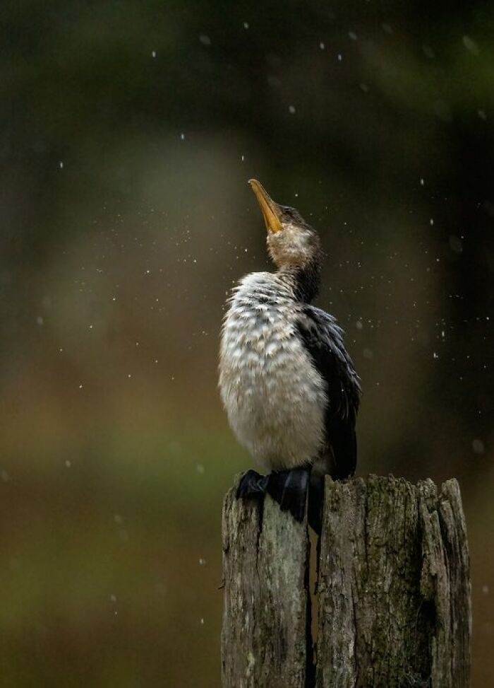 Bird Portrait: "Caught In The Rain" By Jacqui Davey (Shortlist)