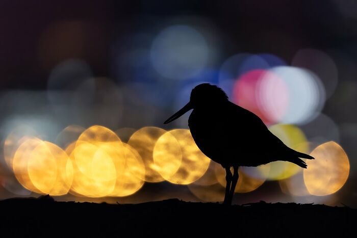 Bird Portrait: "Cityslicker" By Nathan Watson (Shortlist)