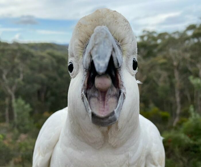 Bird Portrait: "Cockatoo Close-Up" By Kate Burgess (Shortlist)