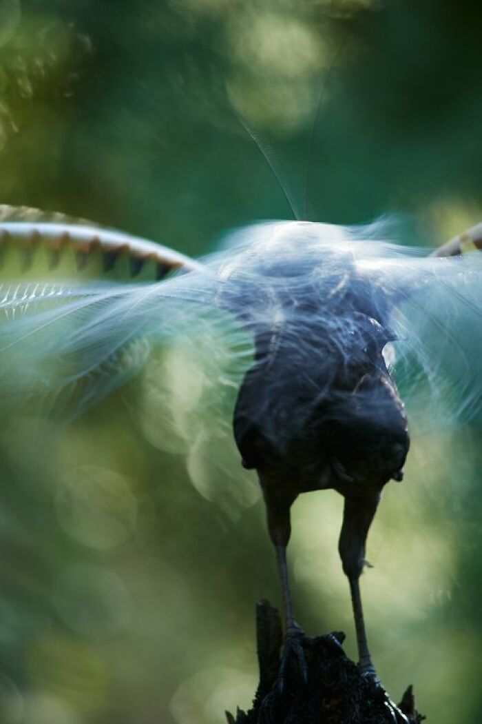 Bird Behavior: "Poetry In Motion" By Elmar Akhmetov (Shortlist)