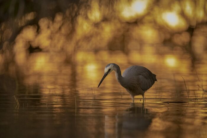 Wading Birds Of The Australian Floodplains: "Jambalaya On The Bayou" By Jason Moore (Winner)
