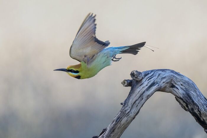 Birds In Flight: "Leapfrog" By Jason Moore (Shortlist)
